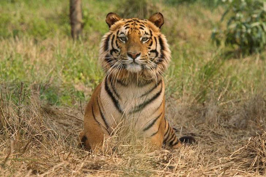 Tiger Count in India Reaches 2,967: Madhya Pradesh Roars the Loudest ...