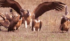 Vultures Census Bandhavgarh National Park