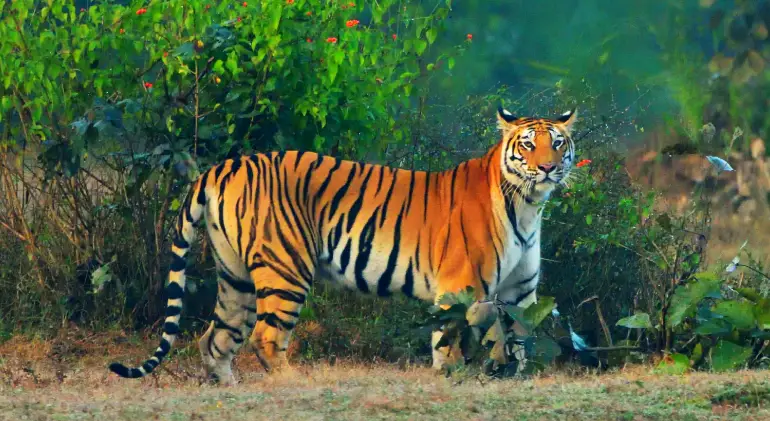 Bandhavgarh National Park, Madhya Pradesh