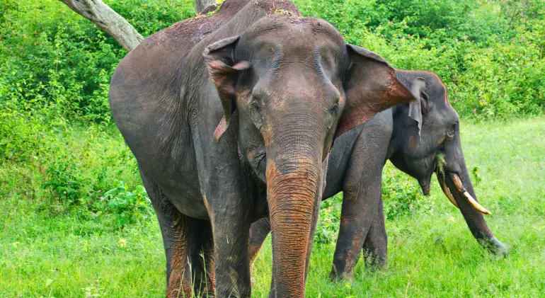 Bandipur National Park, Karnataka