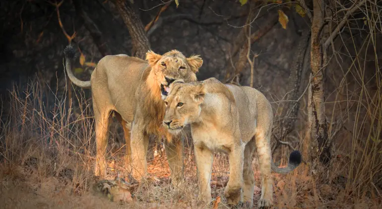 Gir National Park, Gujarat