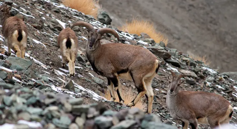 Hemis National Park, Ladakh