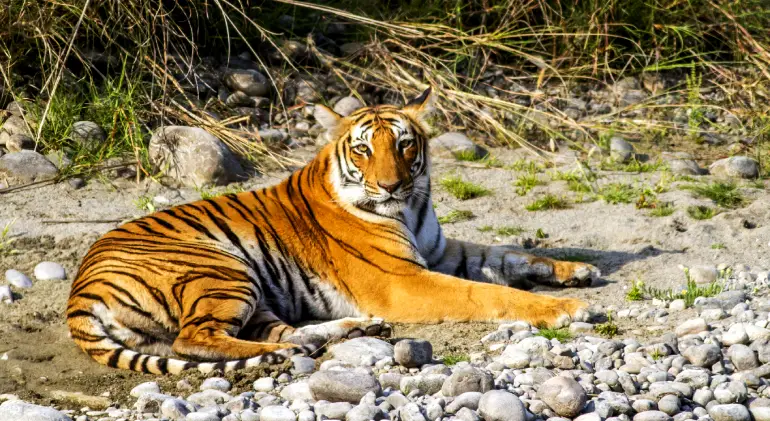 Jim Corbett National Park, Uttarakhand