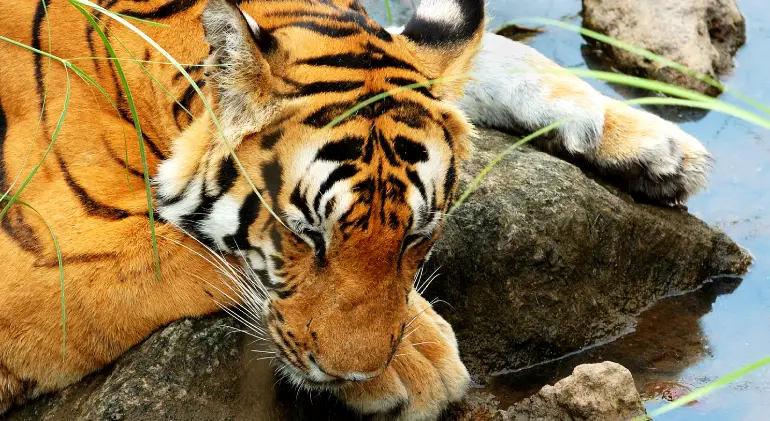 Bandhavgarh National Park