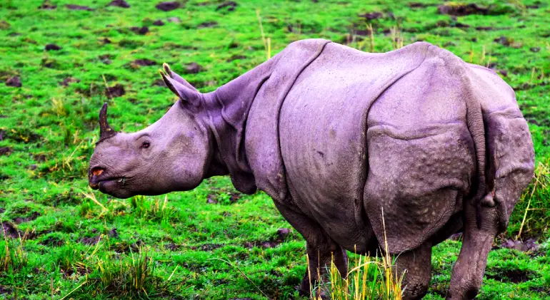 Kaziranga National Park, Assam