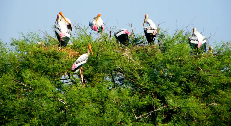 Keoladeo National Park, Rajasthan