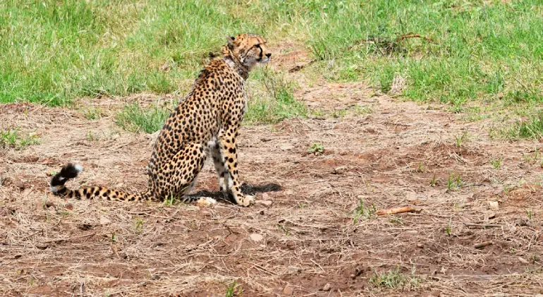 Kuno National Park, Madhya Pradesh