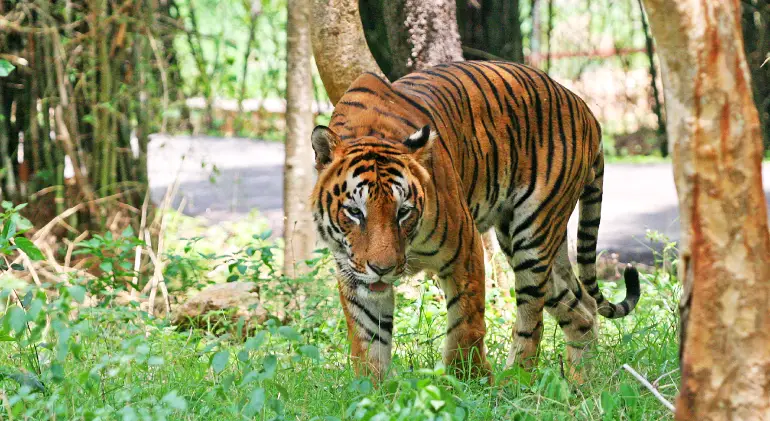 Manas National Park, Assam