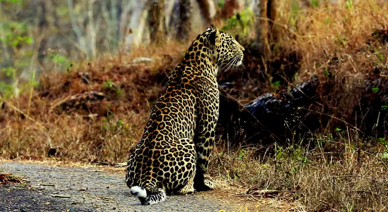 Mudumalai National Park, Tamil Nadu