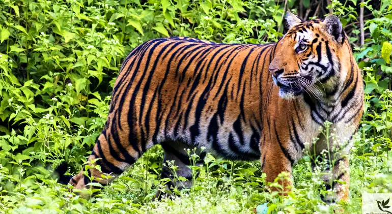 Nagarhole National Park, Karnataka