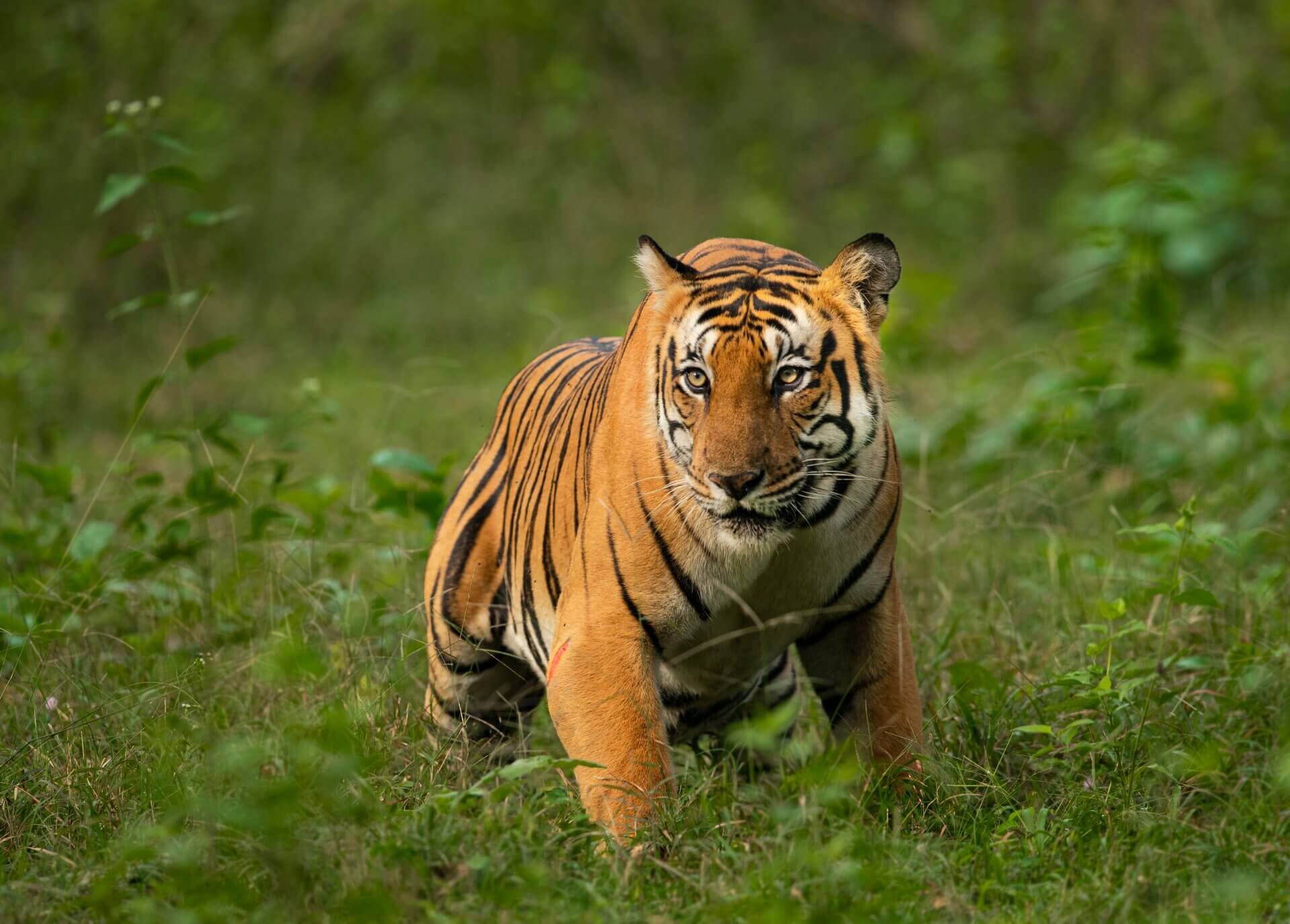 TIger Corridors of Central India