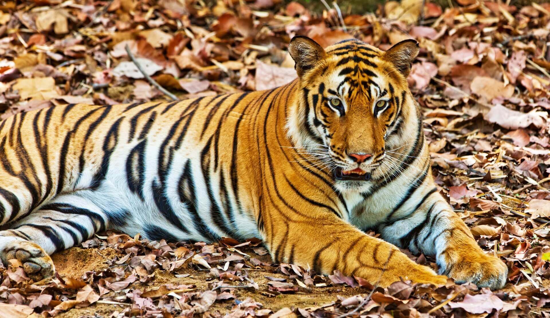 Taj with Tiger