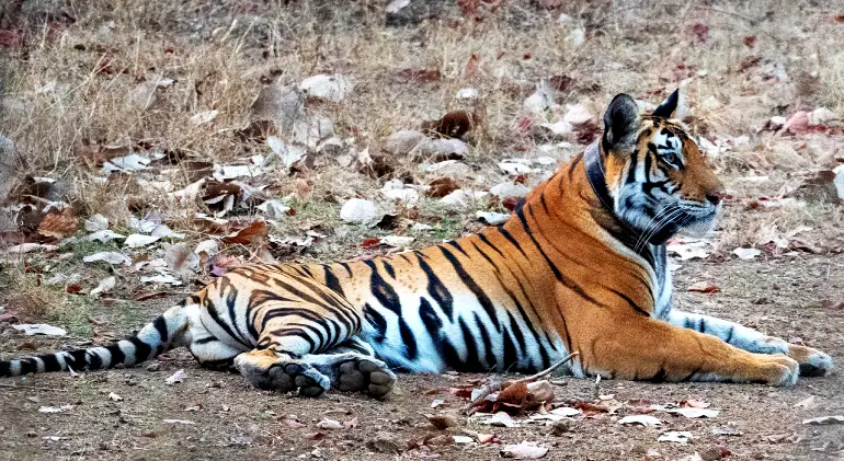 Panna National Park, Madhya Pradesh