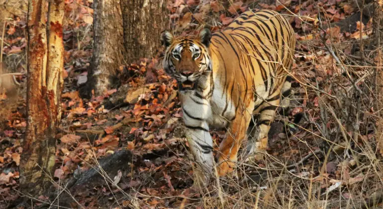 Pench National Park, Madhya Pradesh and Maharashtra