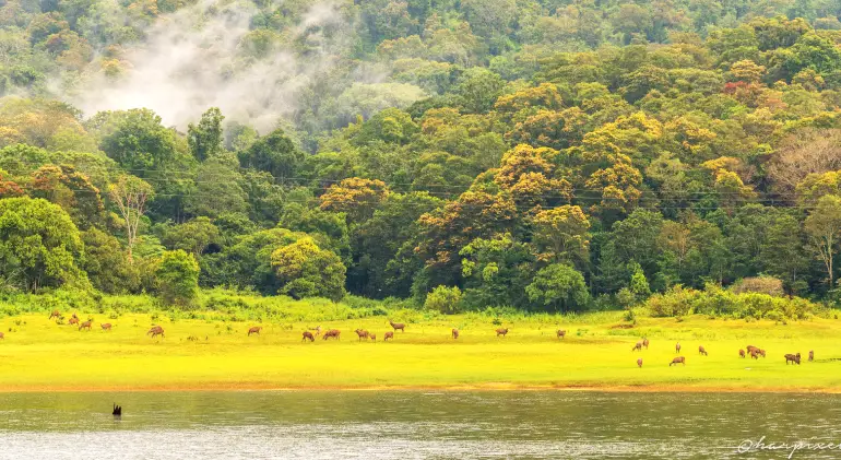 Periyar National Park, Kerala