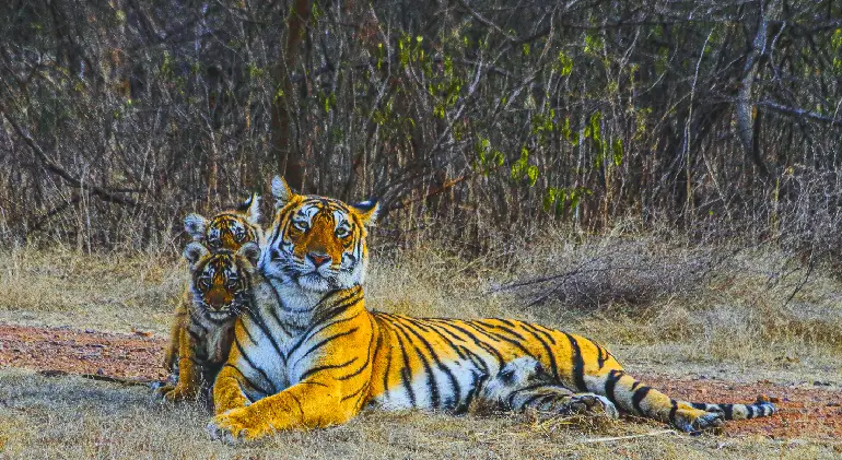 Ranthambore National Park, Rajasthan