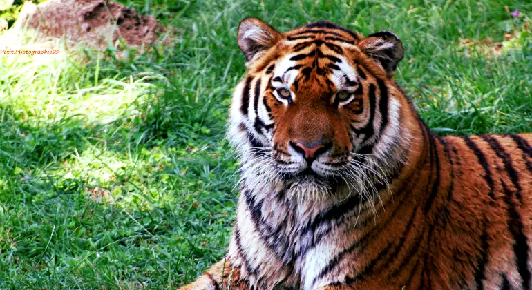 Sariska Tiger Reserve, Rajasthan