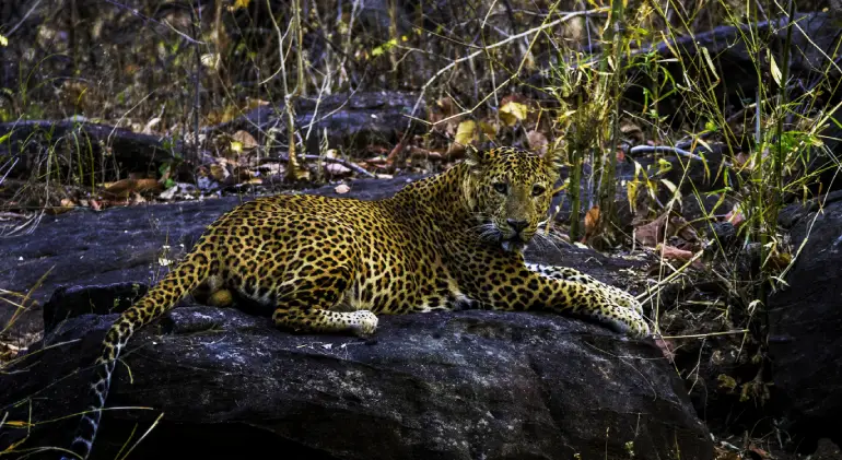 Satpura National Park, Madhya Pradesh