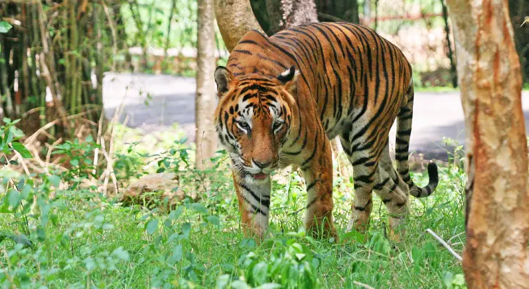 Sundarban National Park, West Bengal