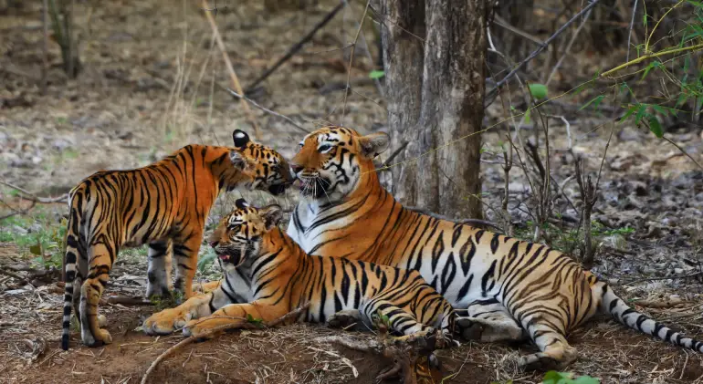 Tadoba Andhari Tiger Reserve, Maharashtra