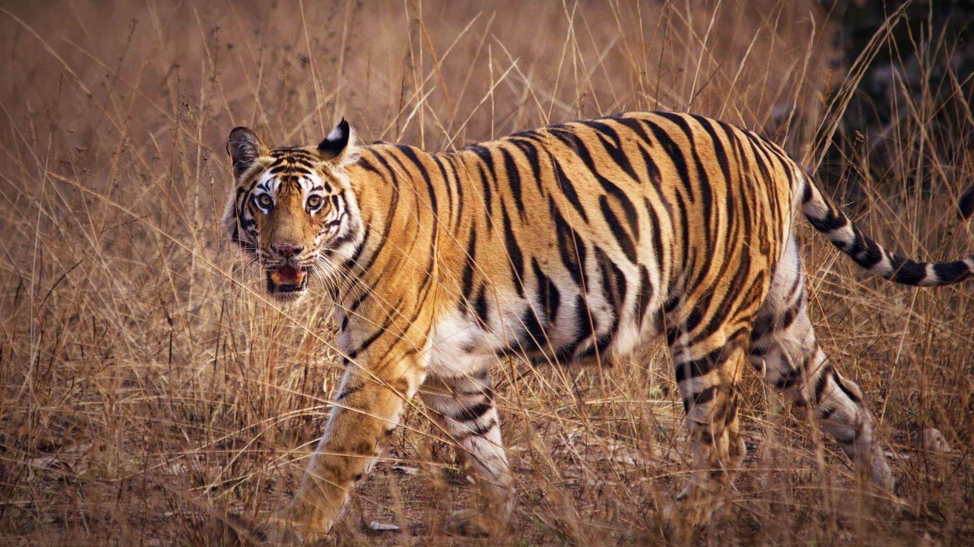 National Parks & Wildlife Sanctuaries in India - Wildlife of India